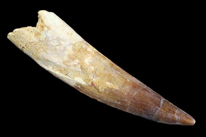 Real Spinosaurus Tooth - Very Large Tooth #82975
